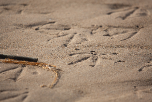 Bird Prints in Sand - Print Only