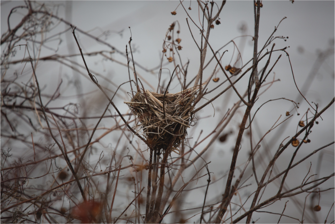 Bird Nest - Print Only