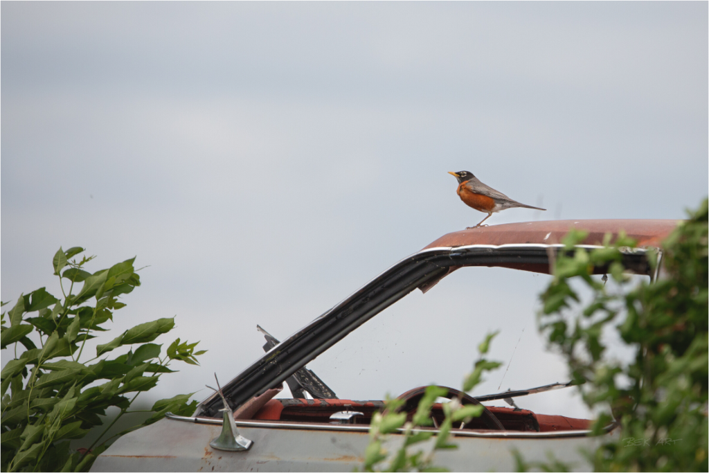 Robin on Old Car - Print Only