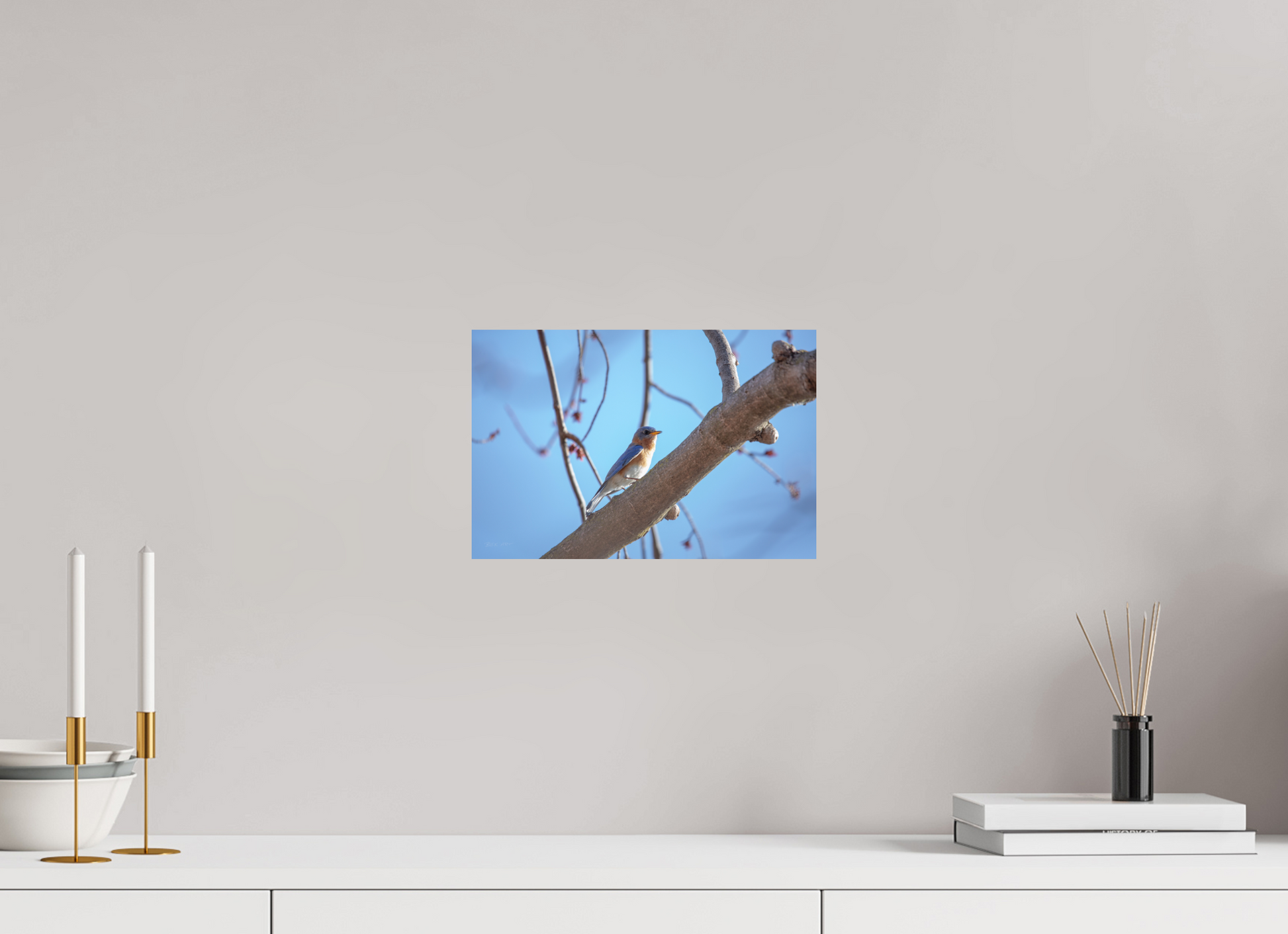 Eastern Bluebird on Branch - Print Only