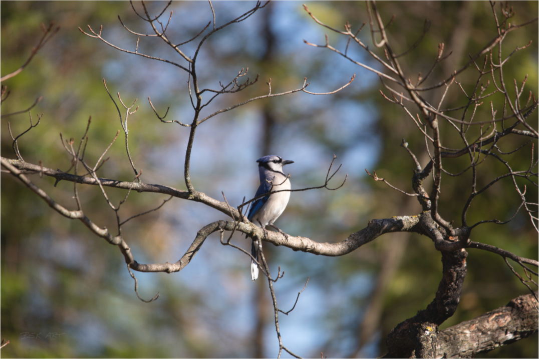 Blue Jay Posing - Print Only