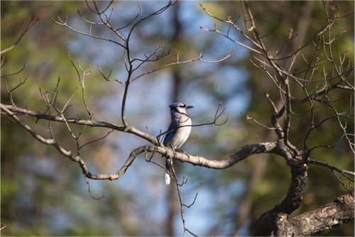 Blue Jay Posing - Print Only