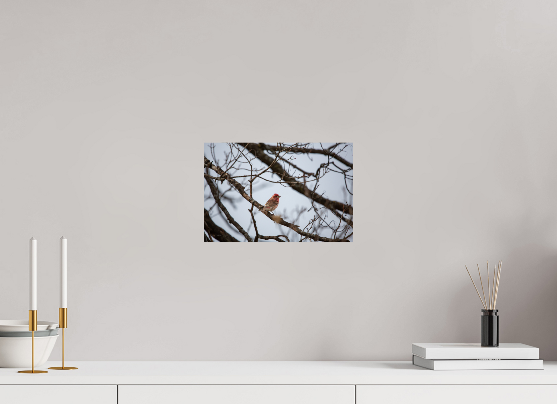 Purple Finch - Print Only
