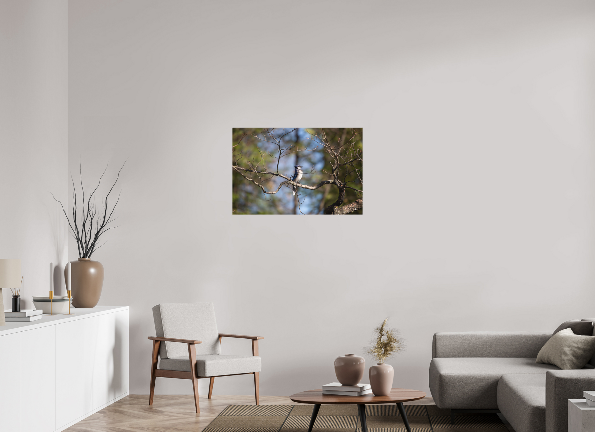 Blue Jay Posing - Print Only