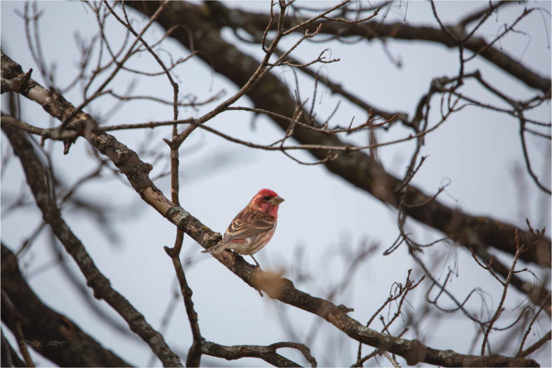 Purple Finch - Print Only