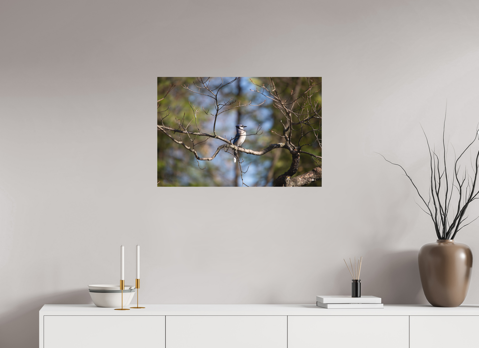Blue Jay Posing - Print Only