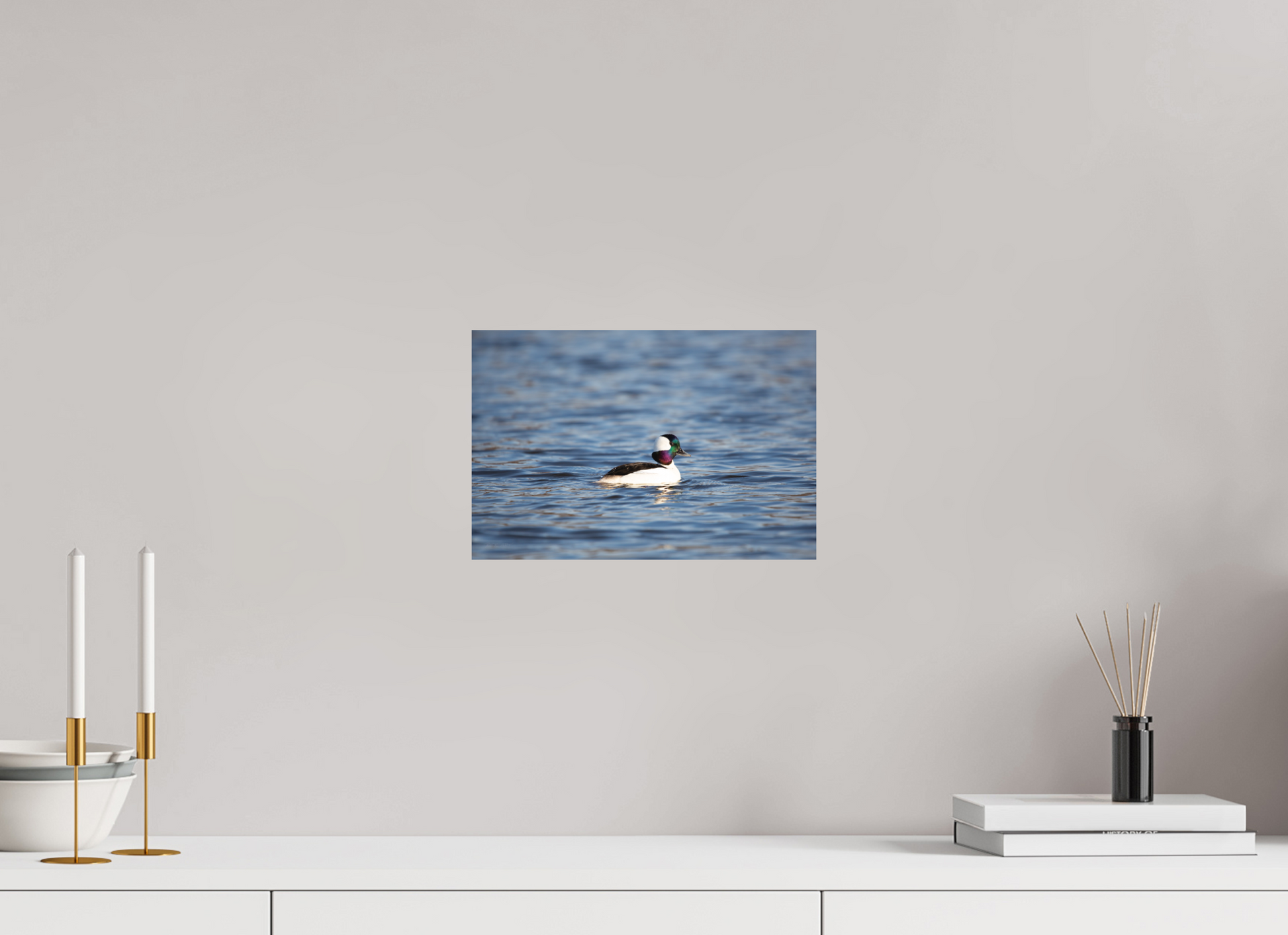 Bufflehead Colors - Print Only