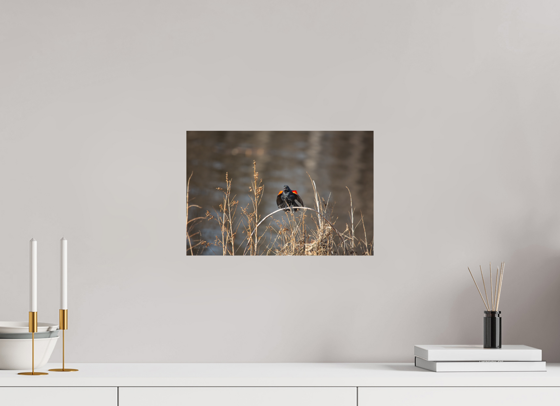 Red-Winged Blackbird - Print Only