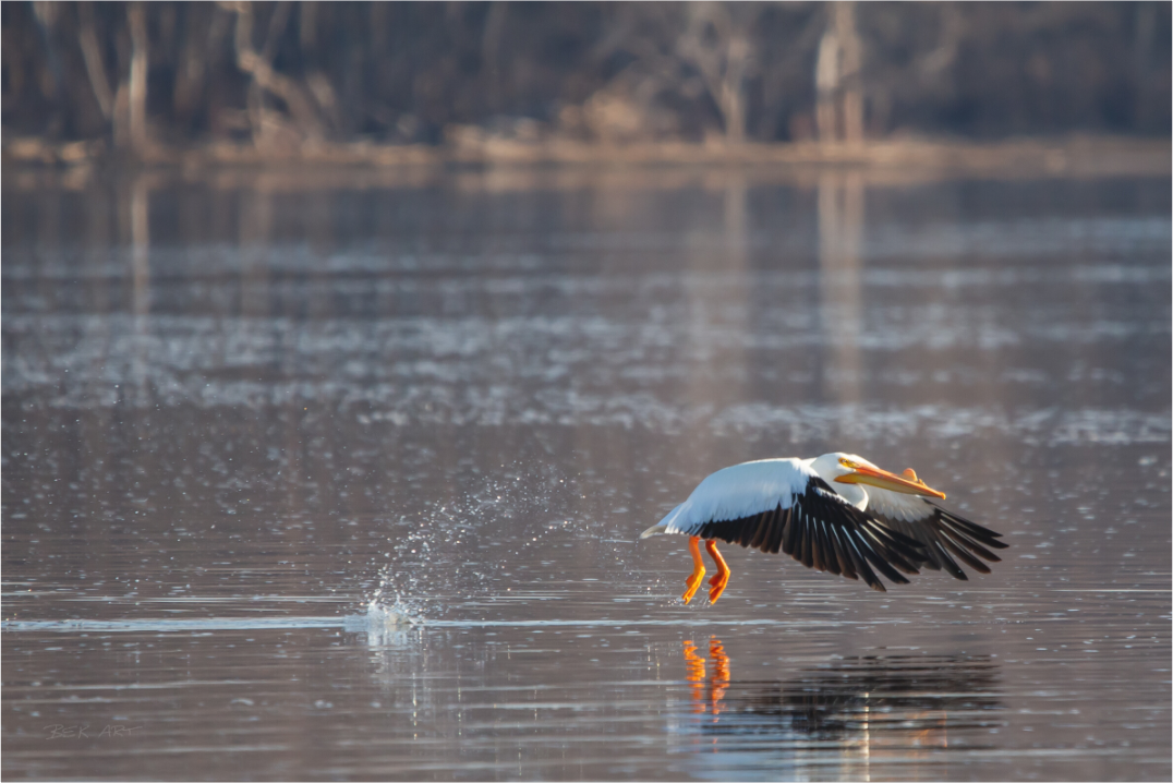 Pelican Taking Flight - Print Only
