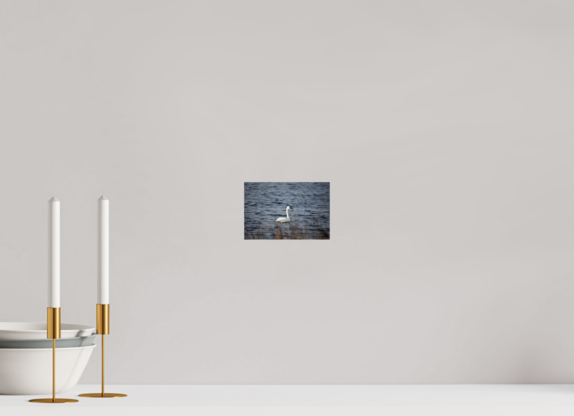 Tundra Swan - Print Only