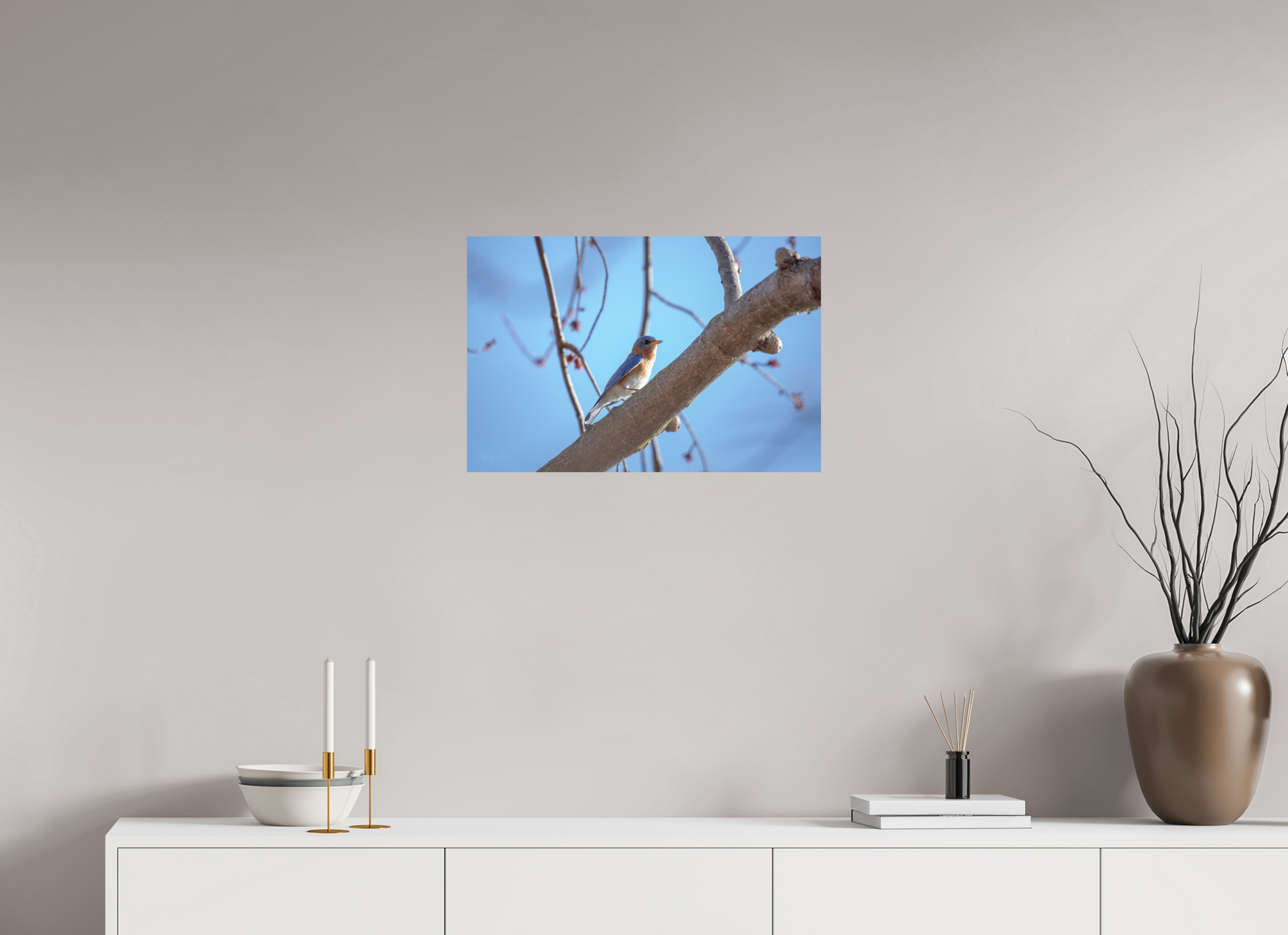 Eastern Bluebird on Branch - Print Only