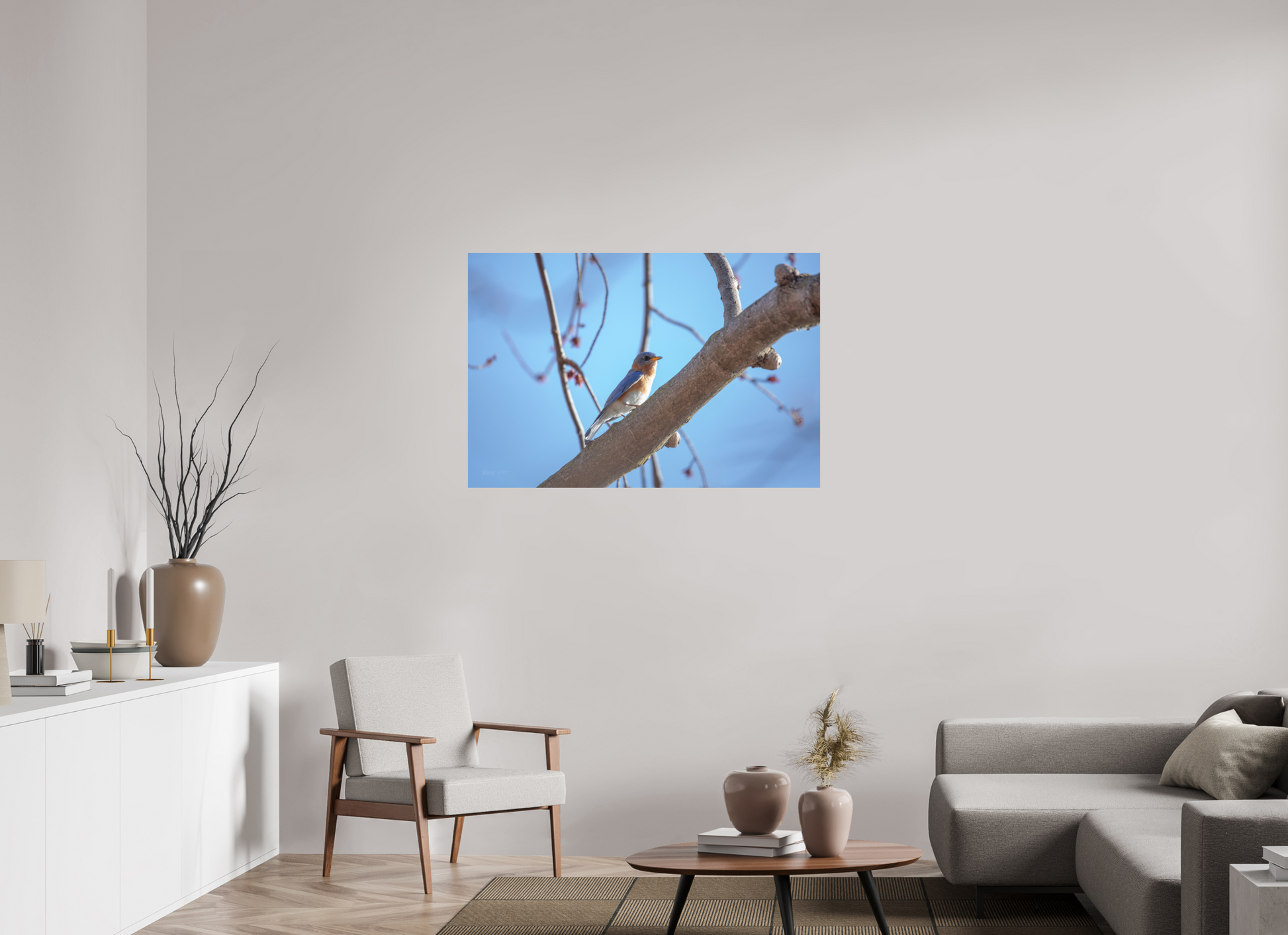 Eastern Bluebird on Branch - Print Only