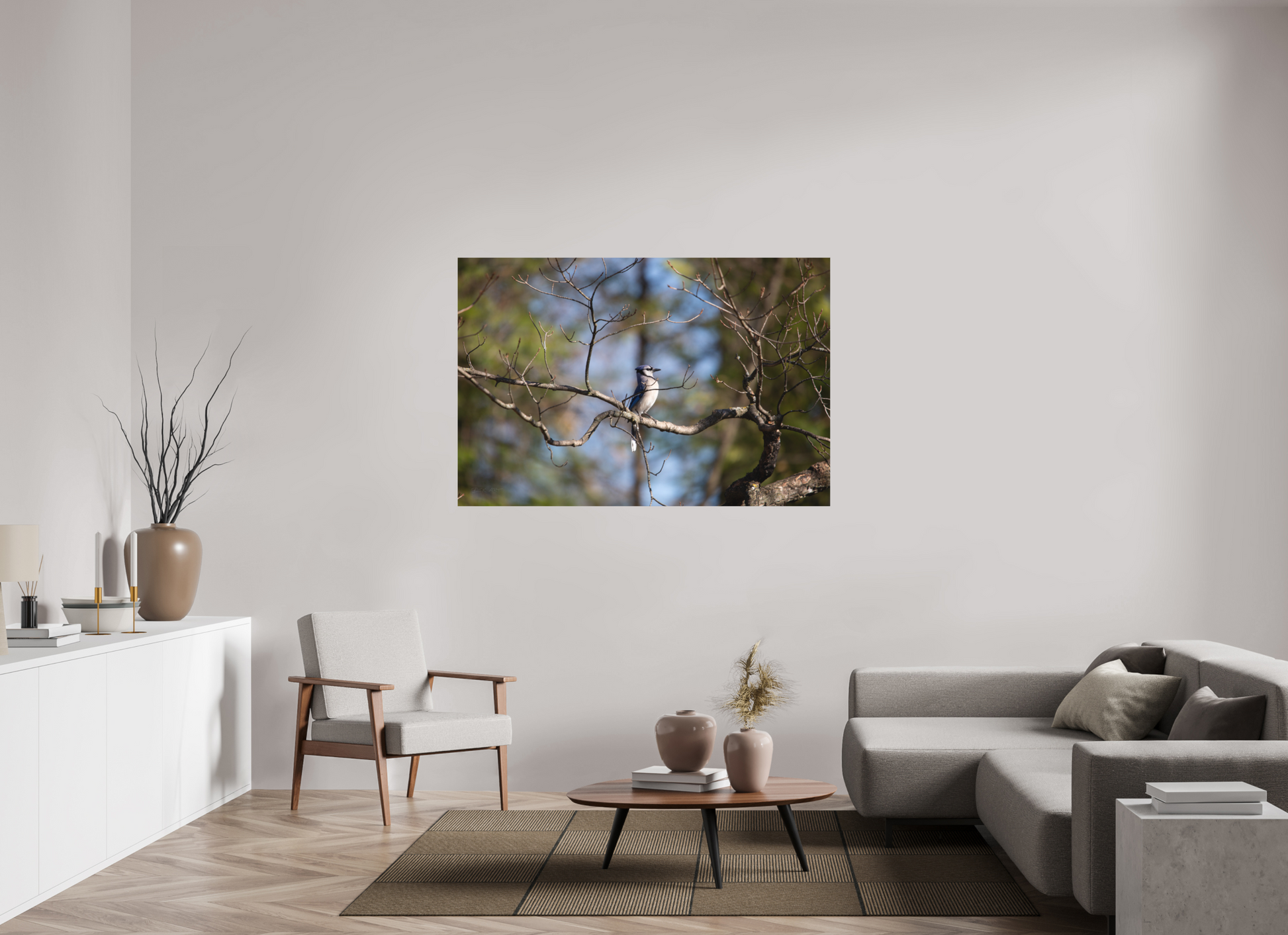 Blue Jay Posing - Print Only