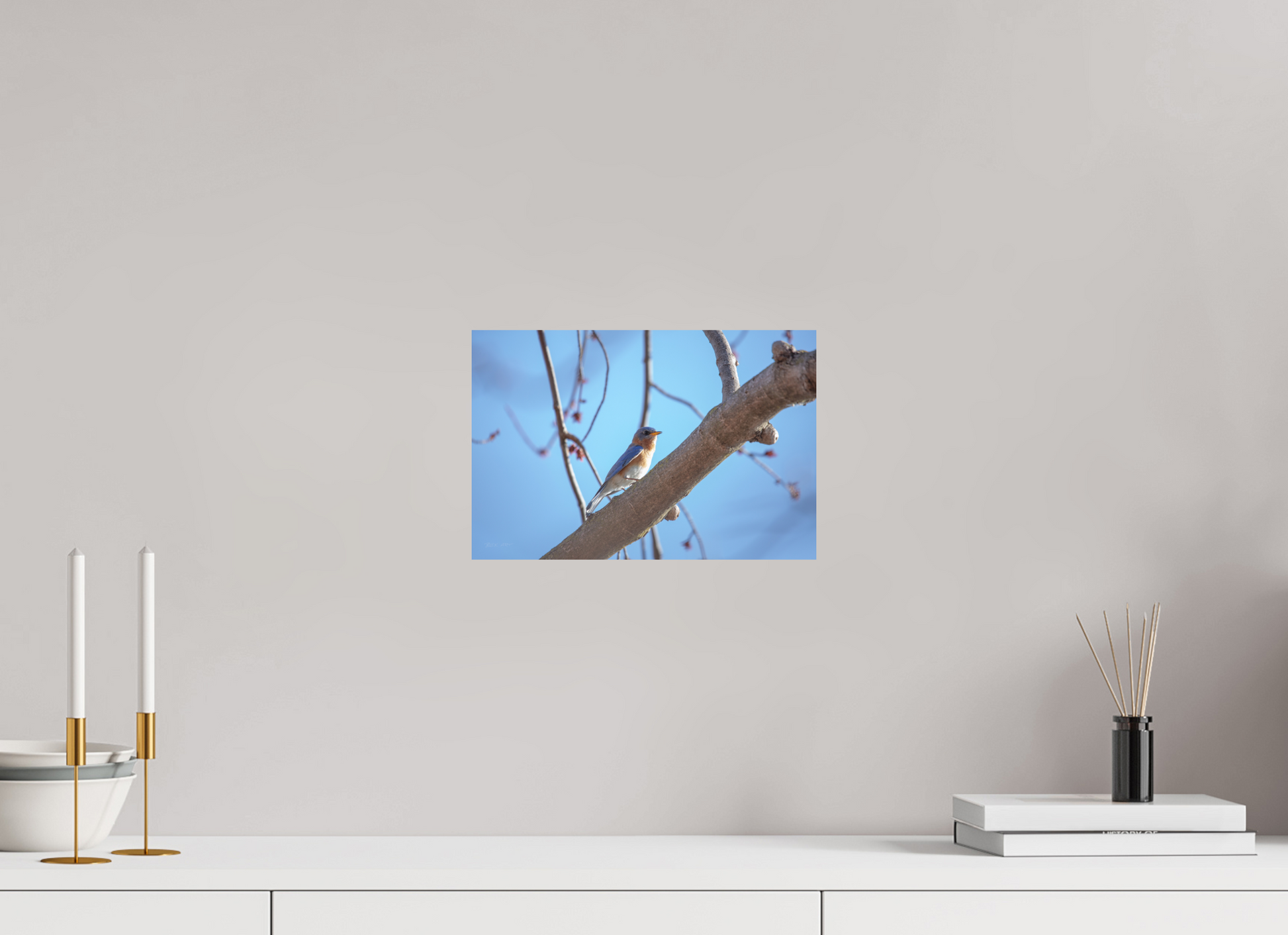 Eastern Bluebird on Branch - Print Only