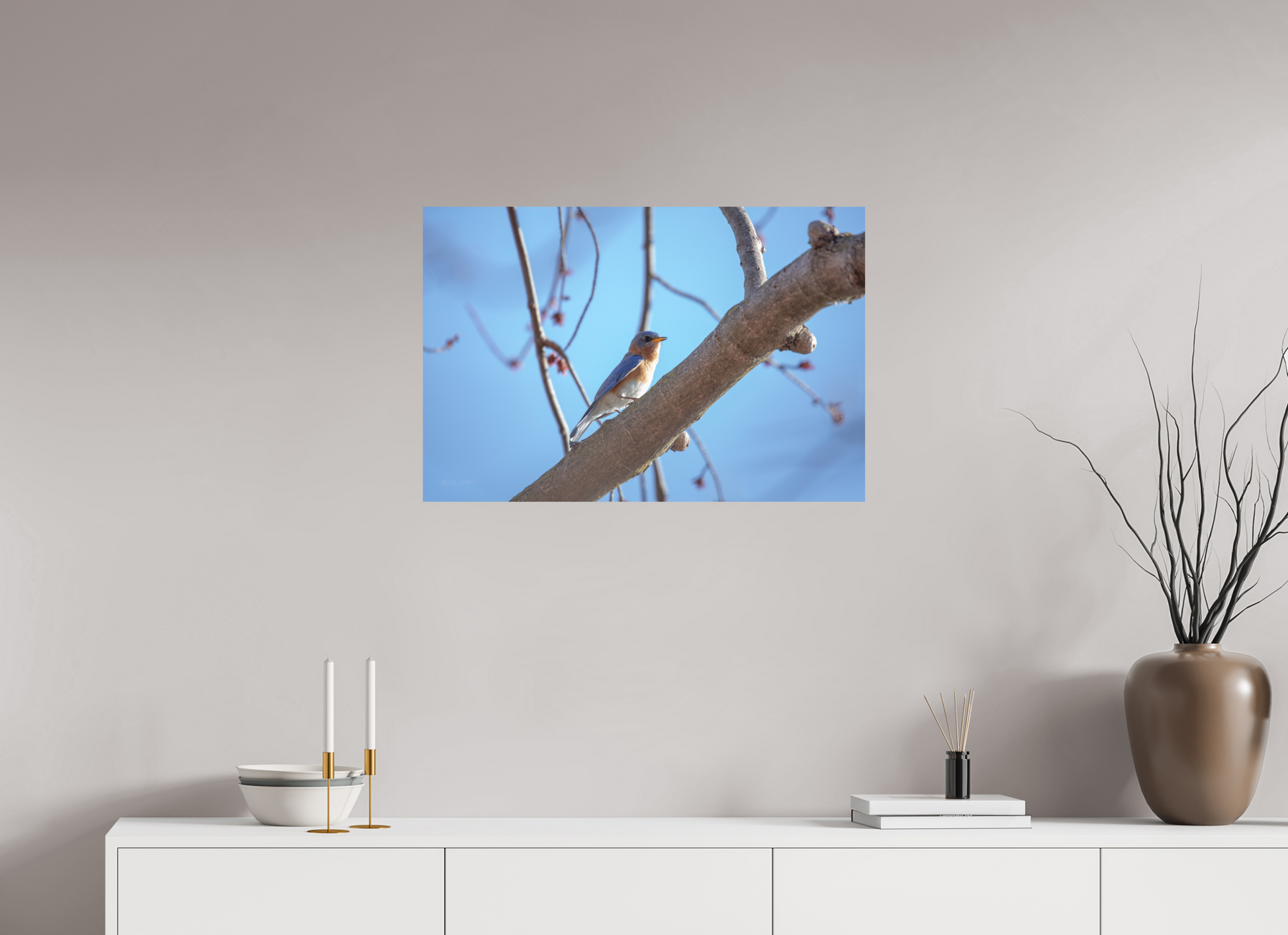 Eastern Bluebird on Branch - Print Only