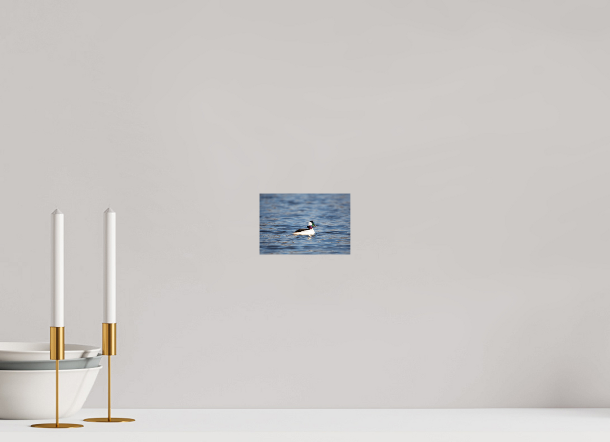 Bufflehead Colors - Print Only