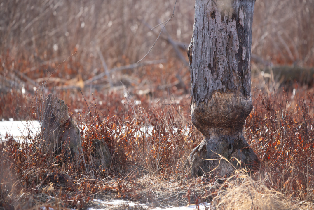 Busy Beaver - Print Only