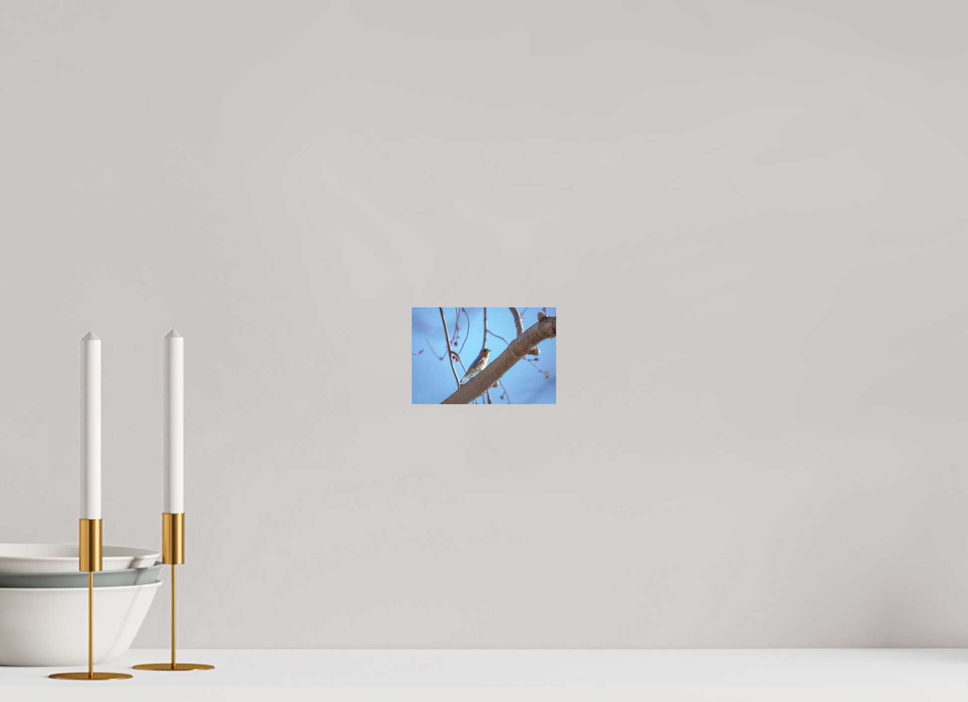 Eastern Bluebird on Branch - Print Only