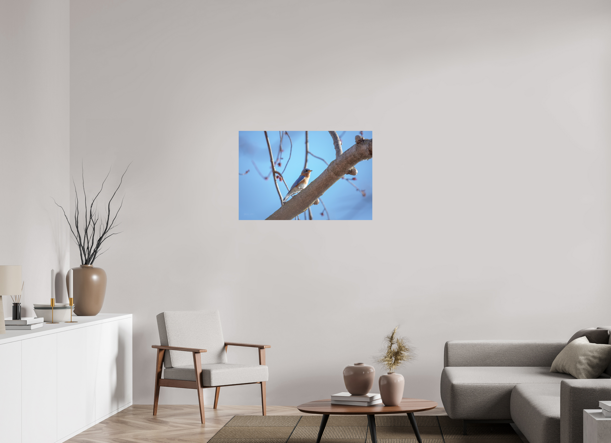 Eastern Bluebird on Branch - Print Only