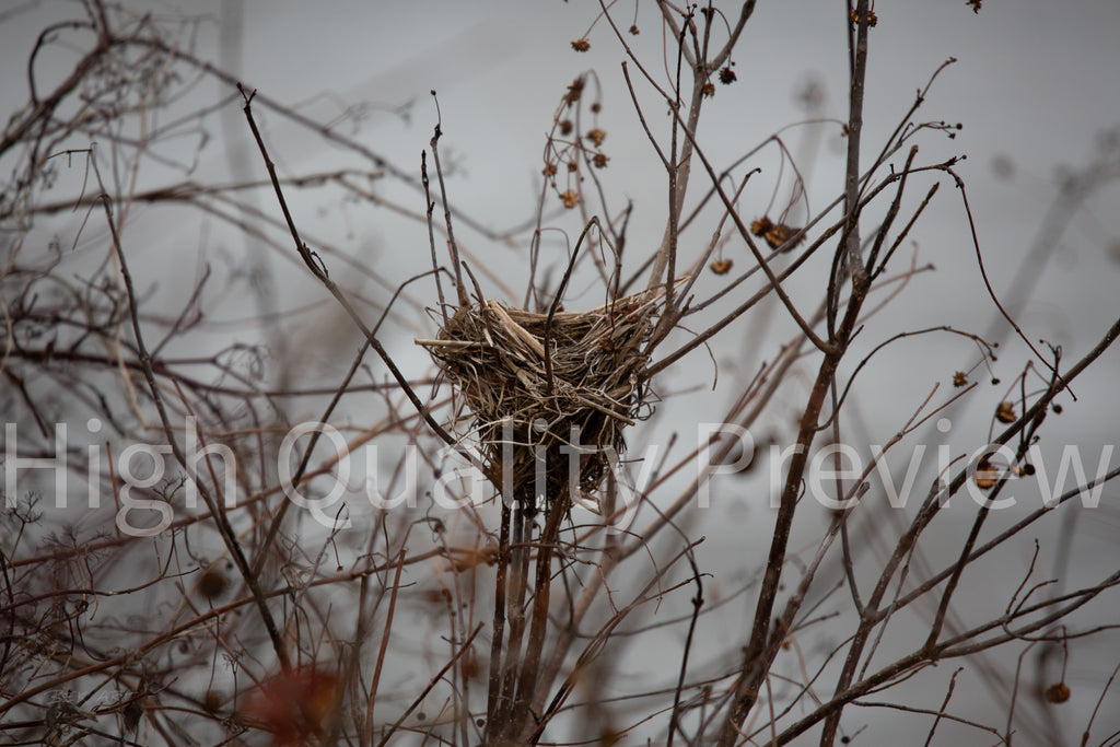 Bird Nest - Print Only