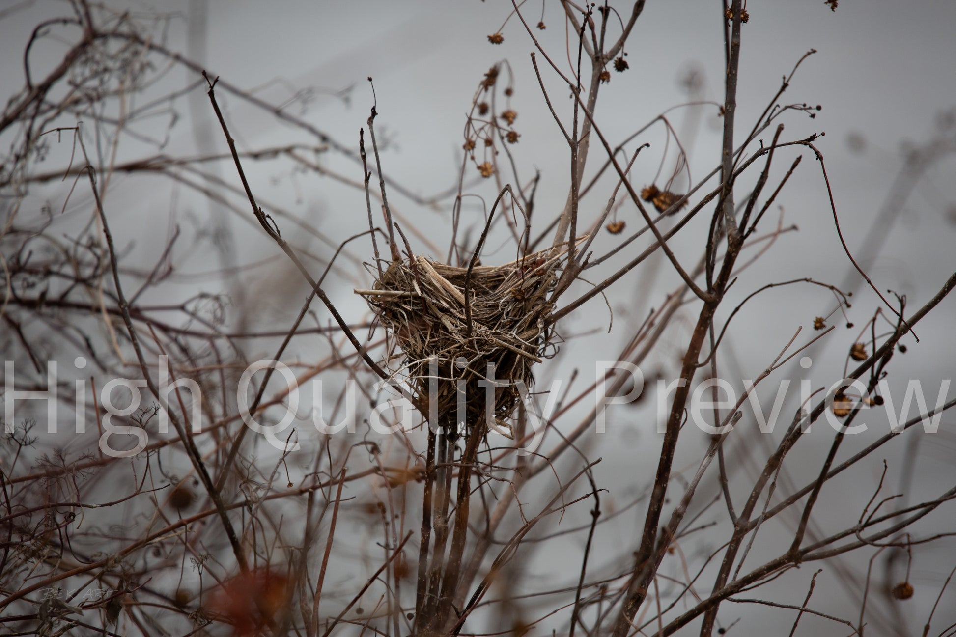 Bird Nest - Print Only
