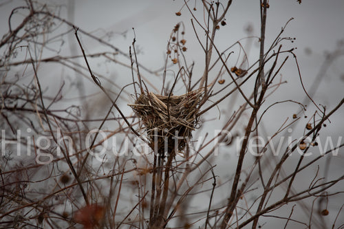 Bird Nest - Print Only