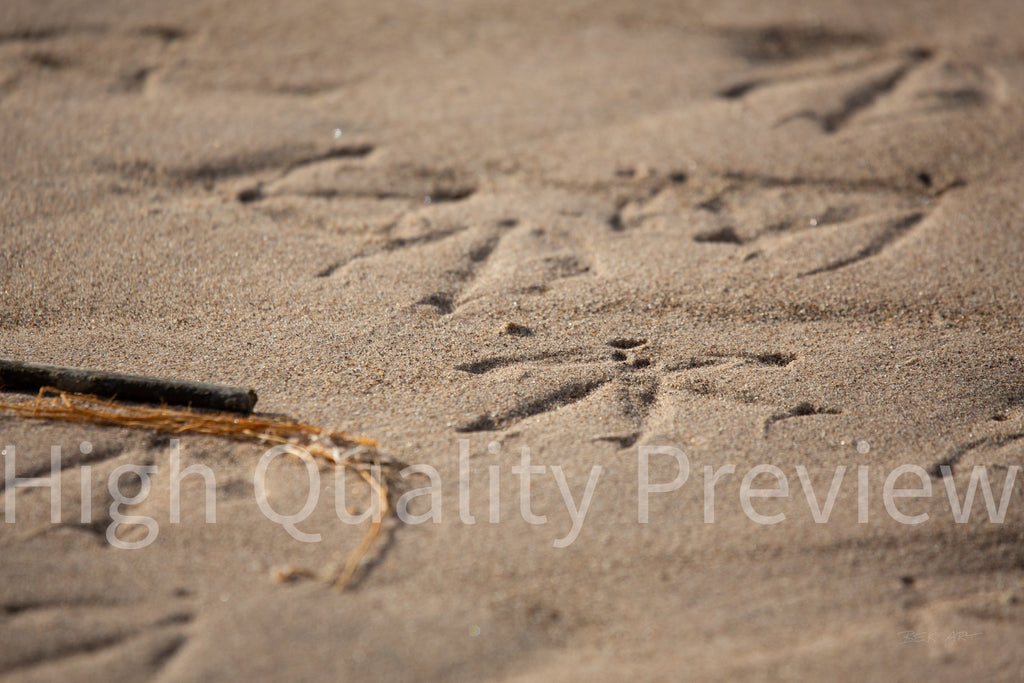 Bird Prints in Sand - Print Only