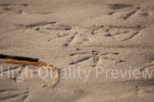Bird Prints in Sand - Print Only
