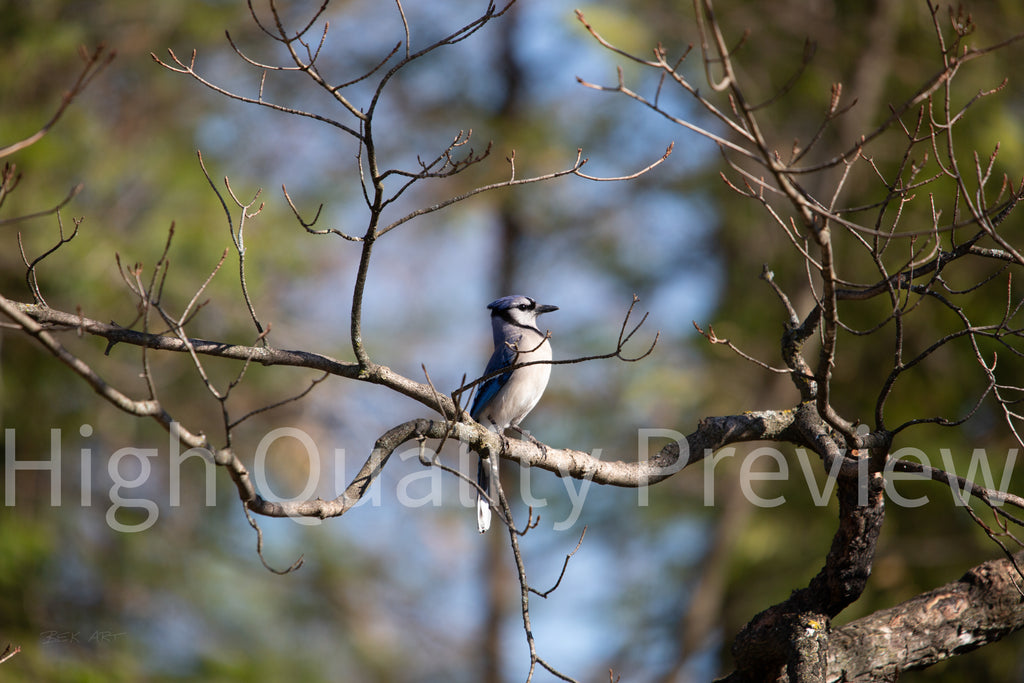 Blue Jay Posing - Print Only