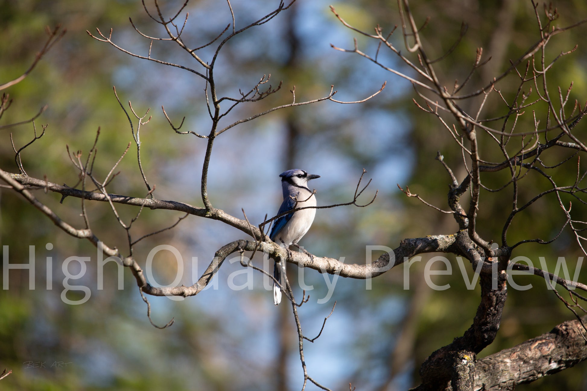 Blue Jay Posing - Print Only