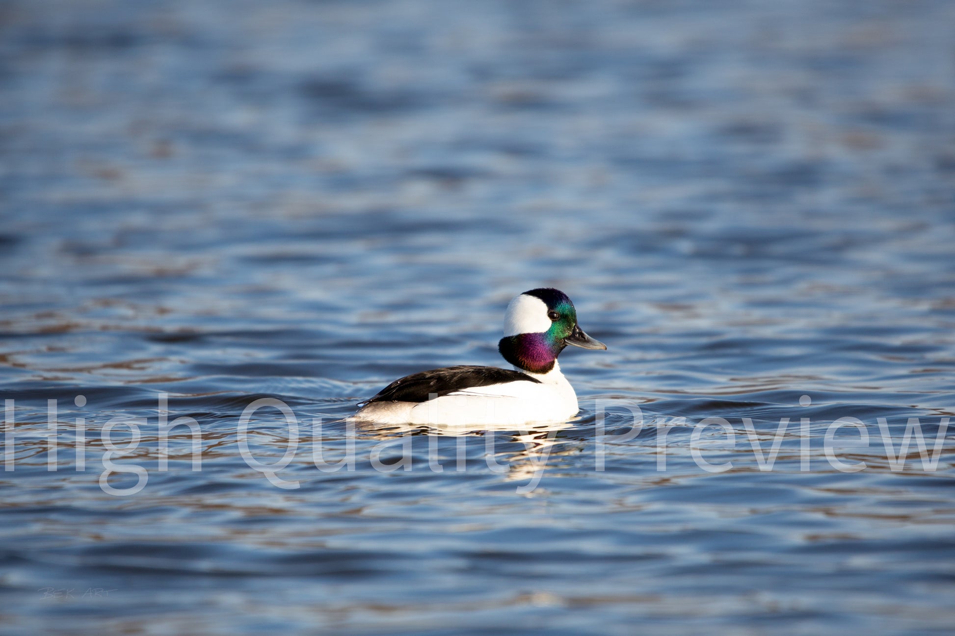 Bufflehead Colors - Print Only