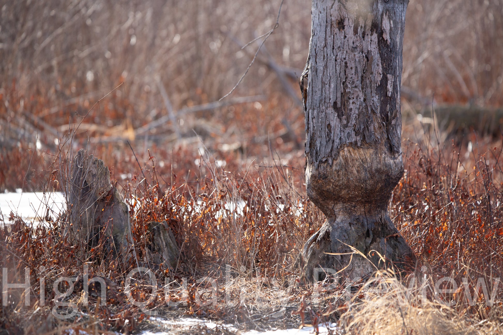 Busy Beaver - Print Only