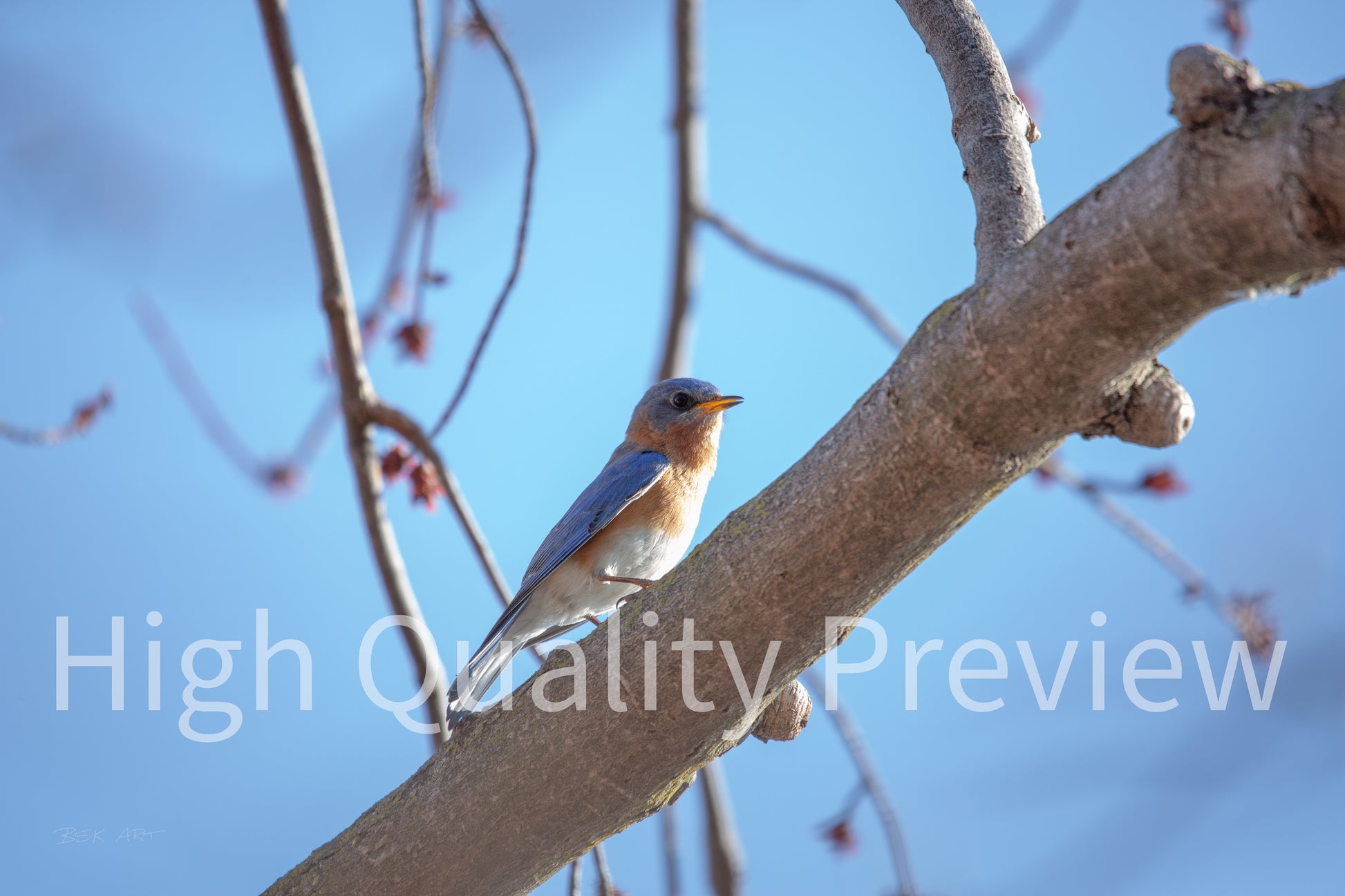 Eastern Bluebird on Branch - Print Only