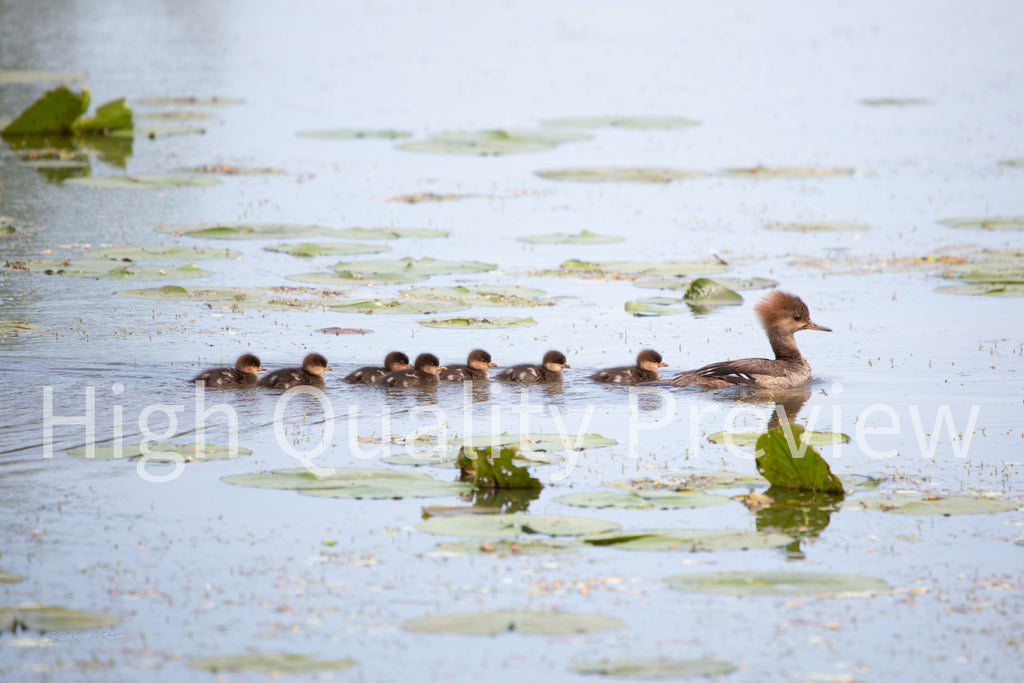 Hooded Merganser Momma - Print Only