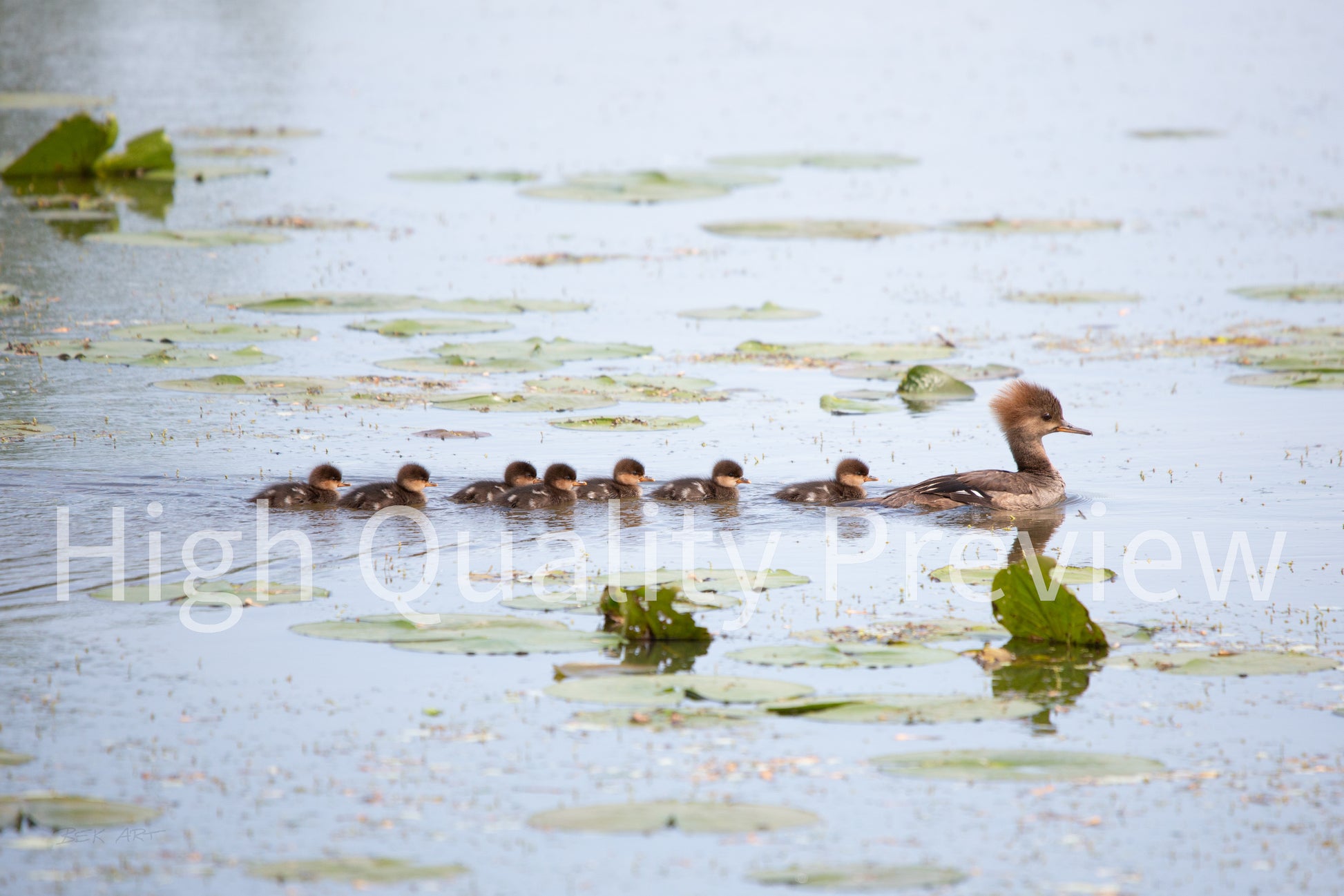 Hooded Merganser Momma - Print Only