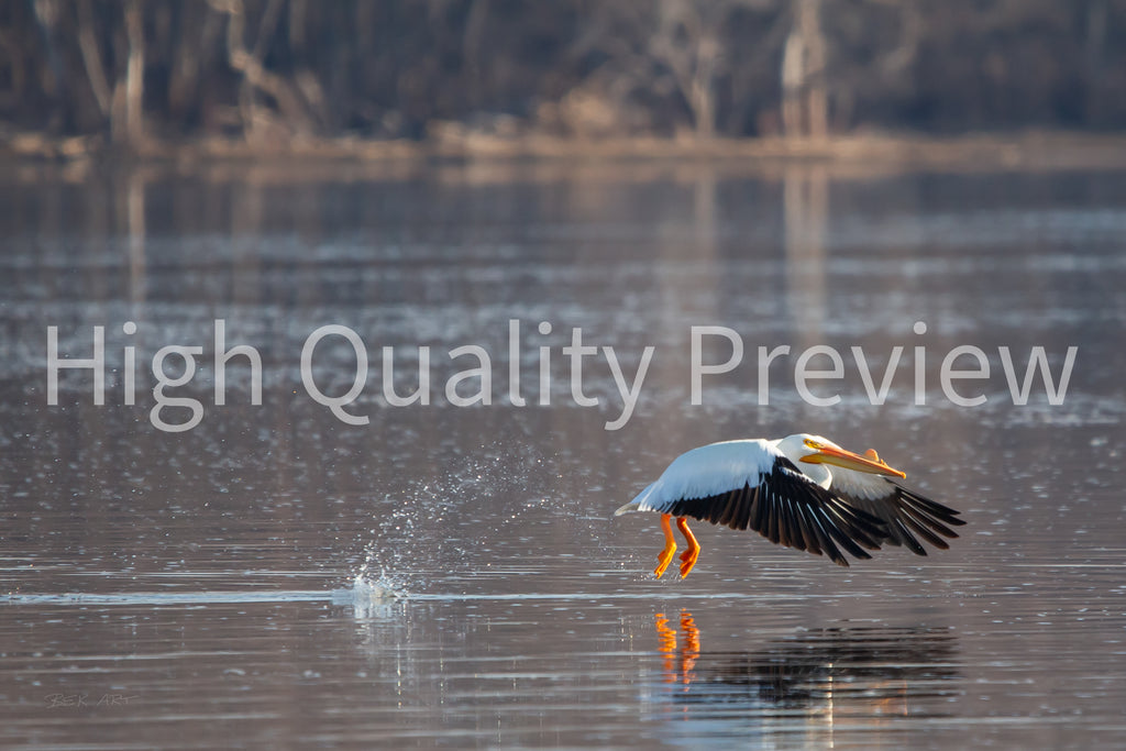 Pelican Taking Flight - Print Only