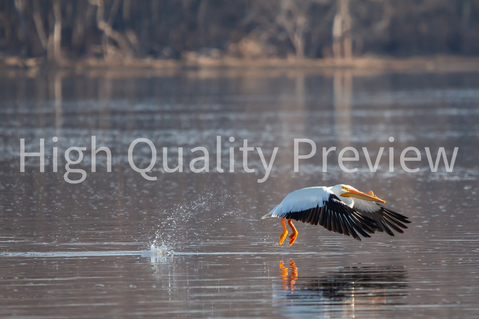 Pelican Taking Flight - Print Only