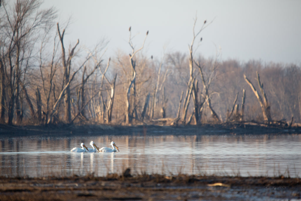 Pelicans with Eagle Background - Print Only