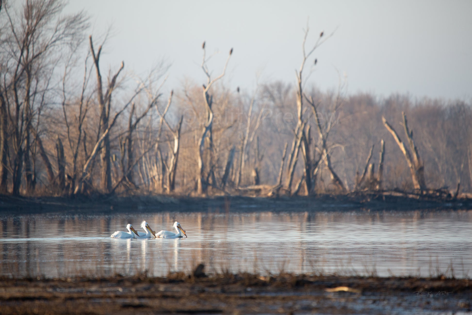 Pelicans with Eagle Background - Print Only