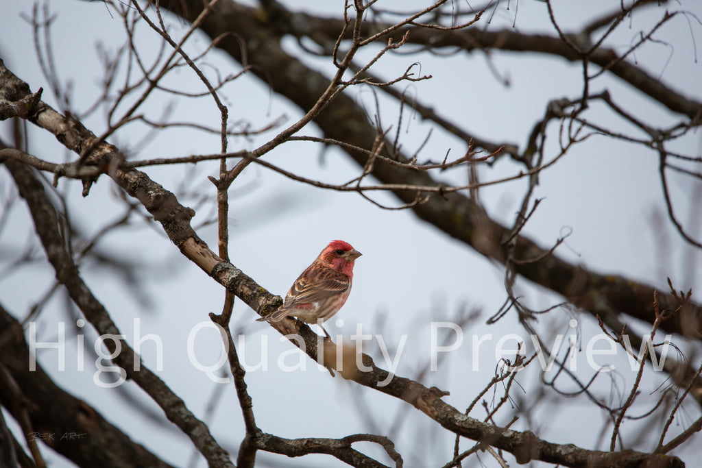 Purple Finch - Print Only