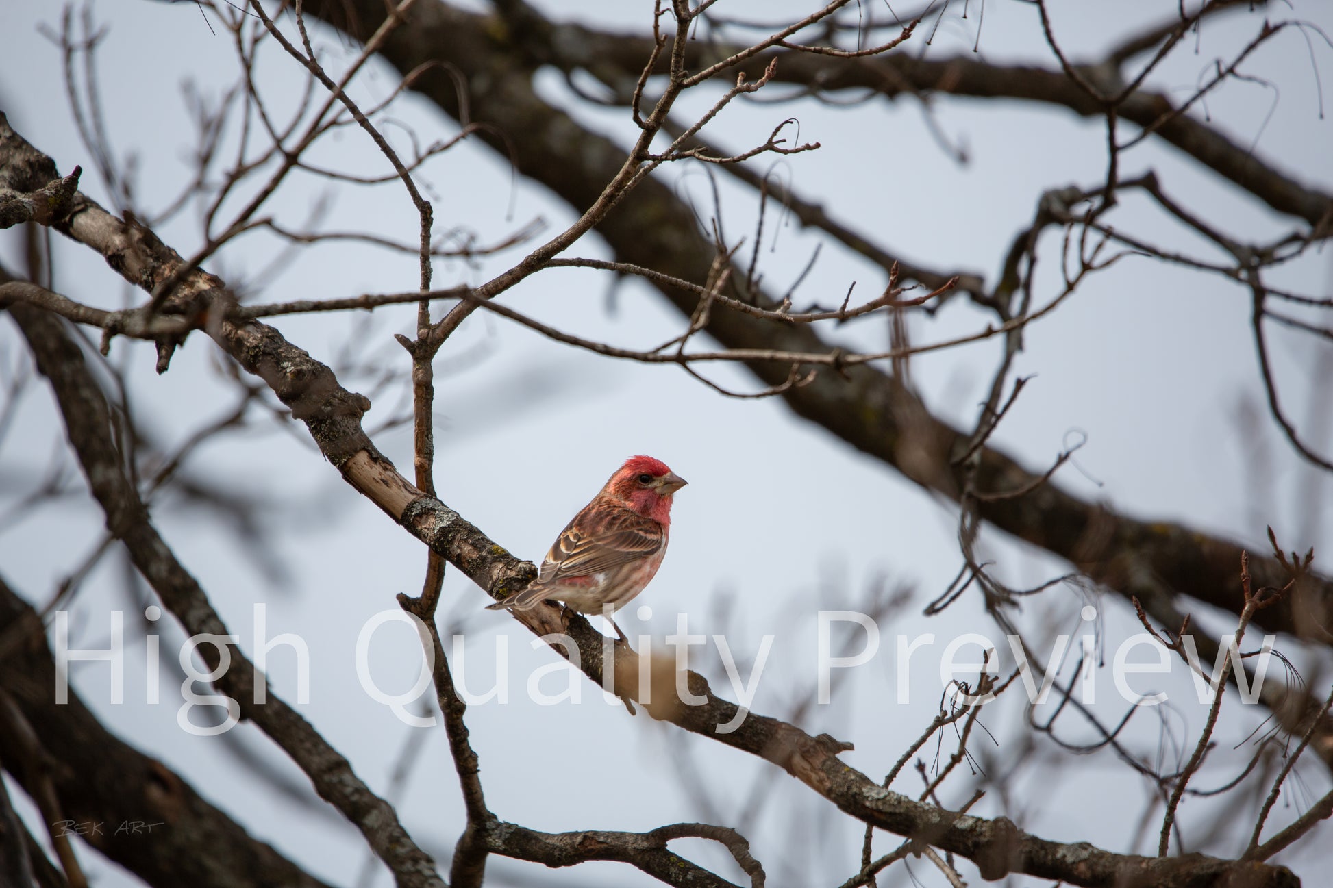 Purple Finch - Print Only