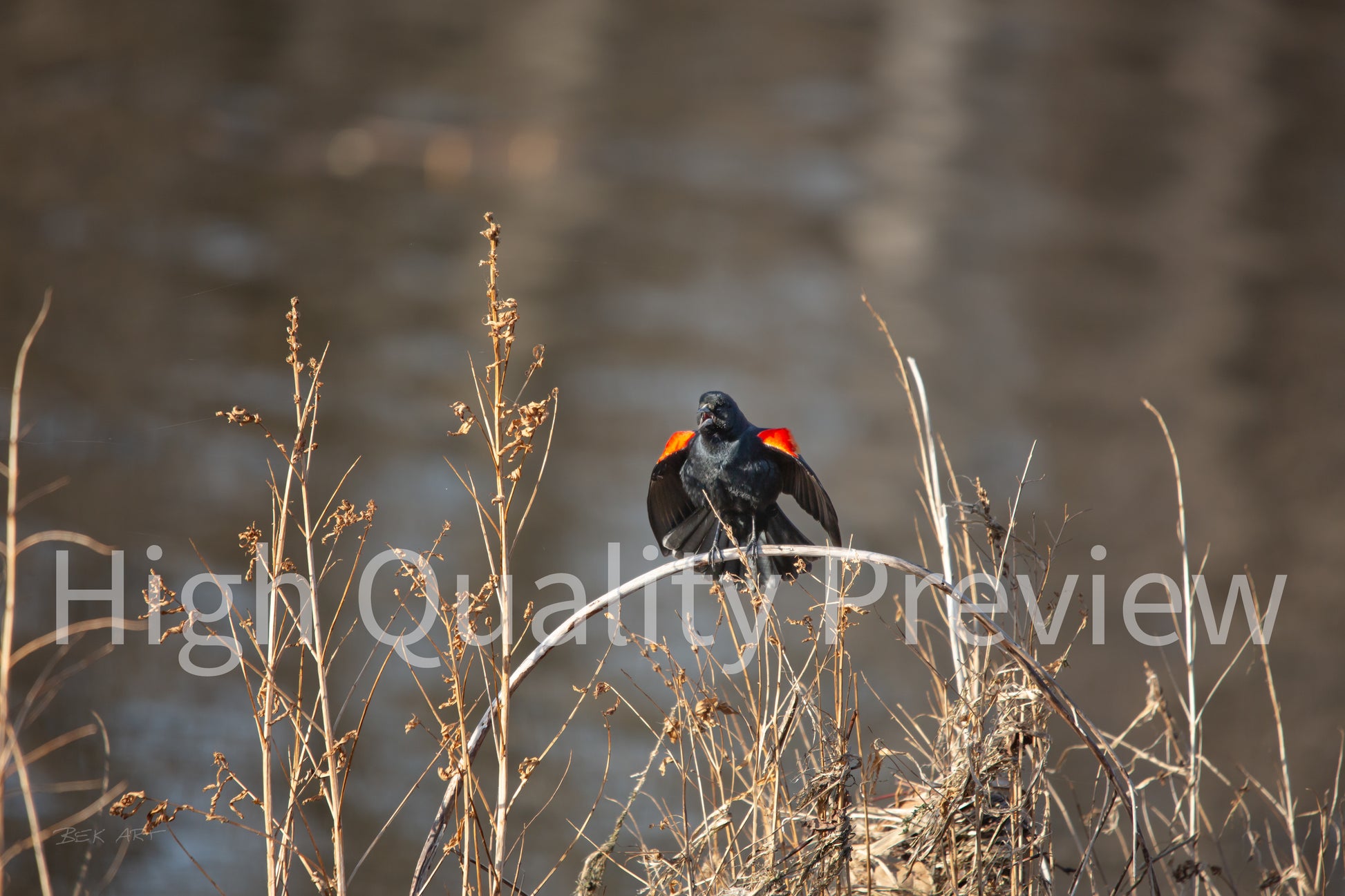Red-Winged Blackbird - Print Only