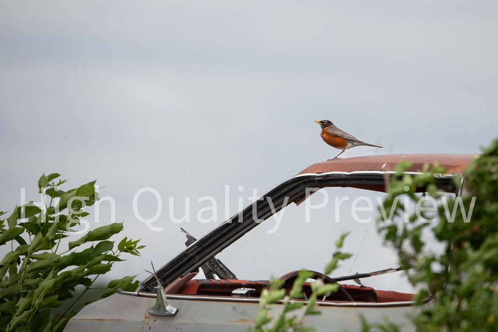 Robin on Old Car - Print Only