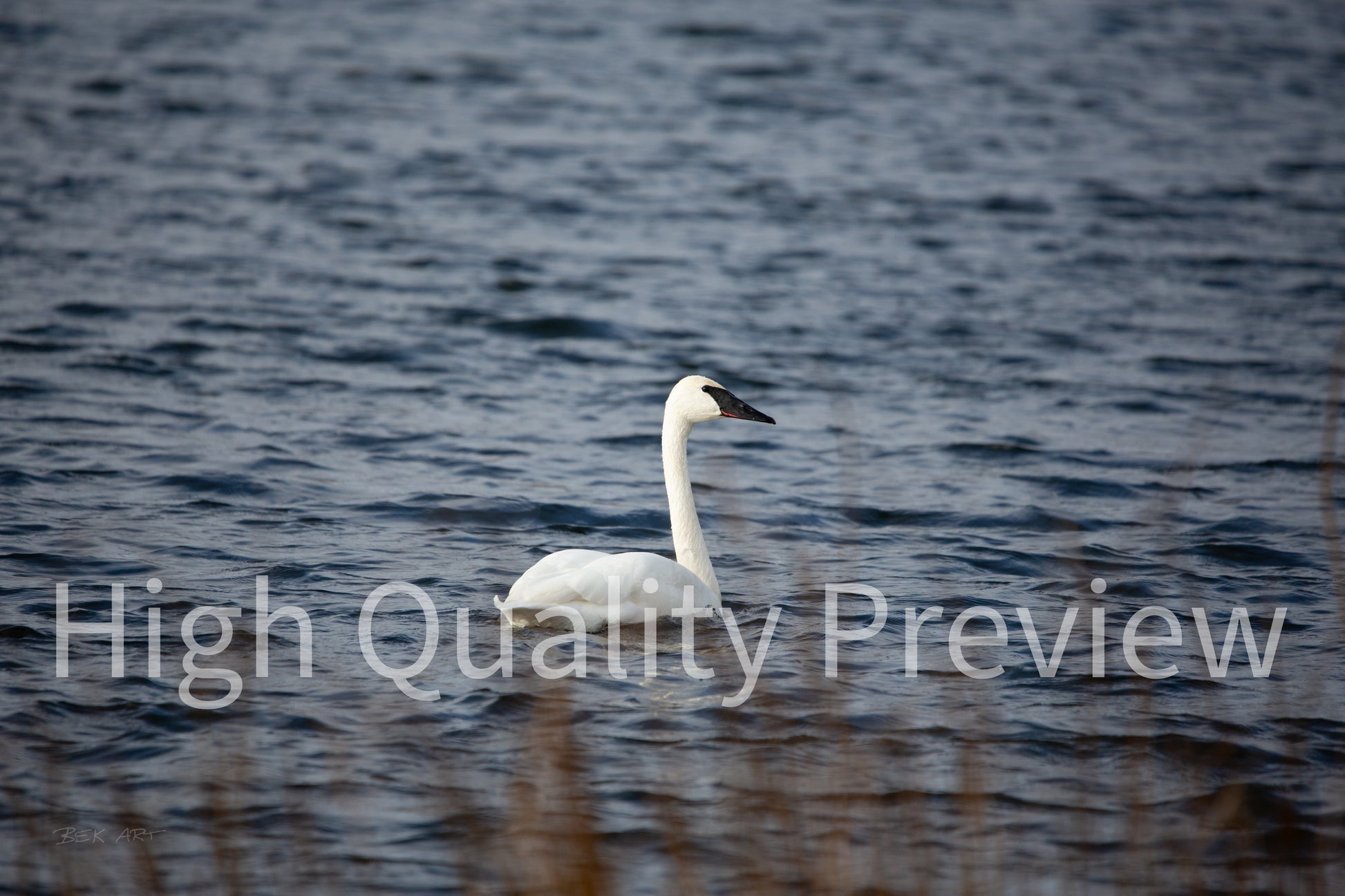 Tundra Swan - Print Only