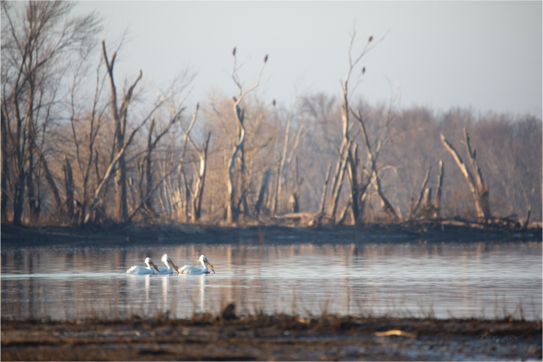 Pelicans with Eagle Background - Print Only