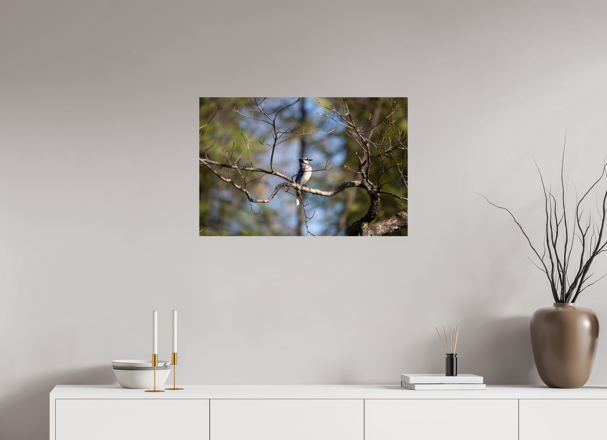Blue Jay Posing - Print Only