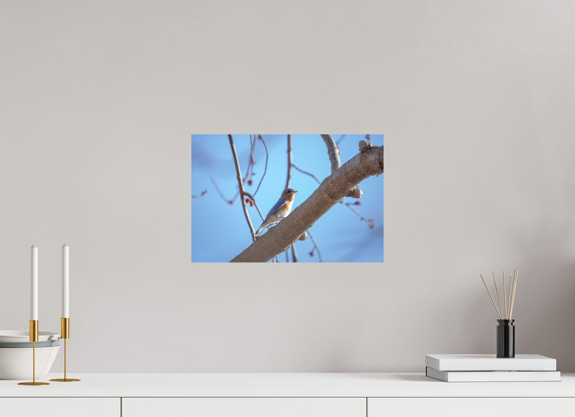 Eastern Bluebird on Branch - Print Only