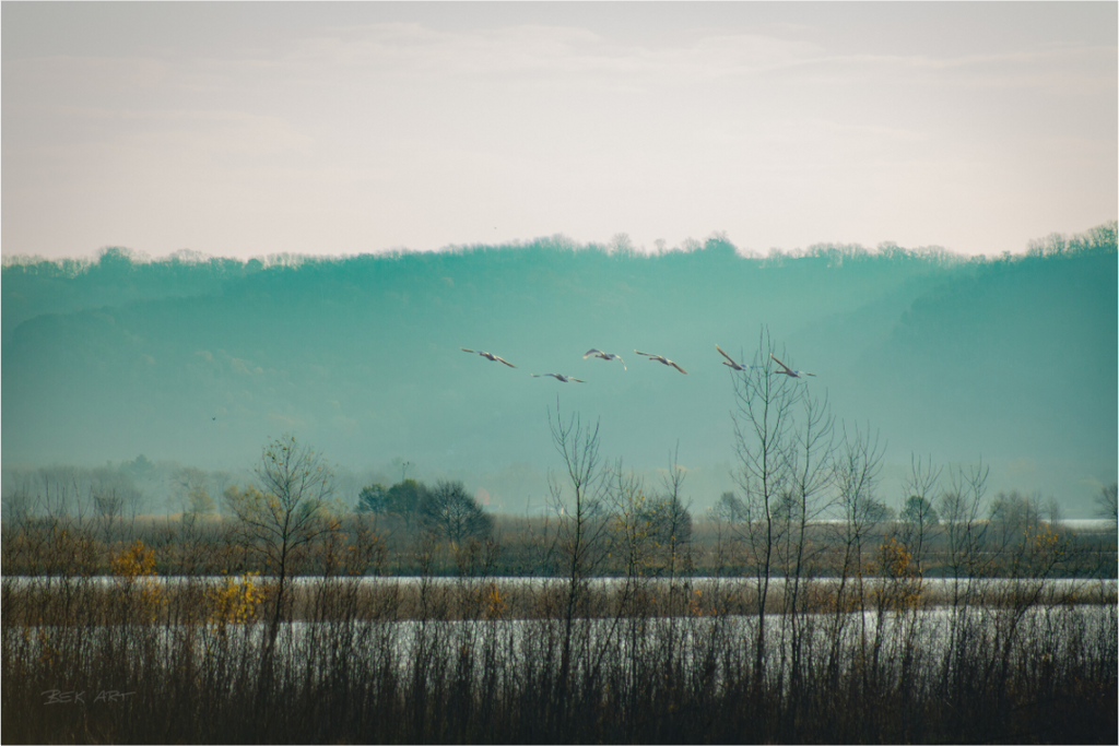 Swans Over Mississippi River - Print Only