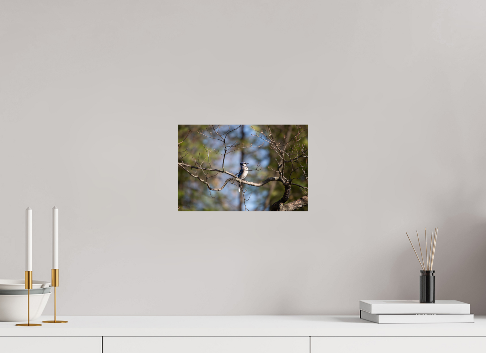 Blue Jay Posing - Print Only
