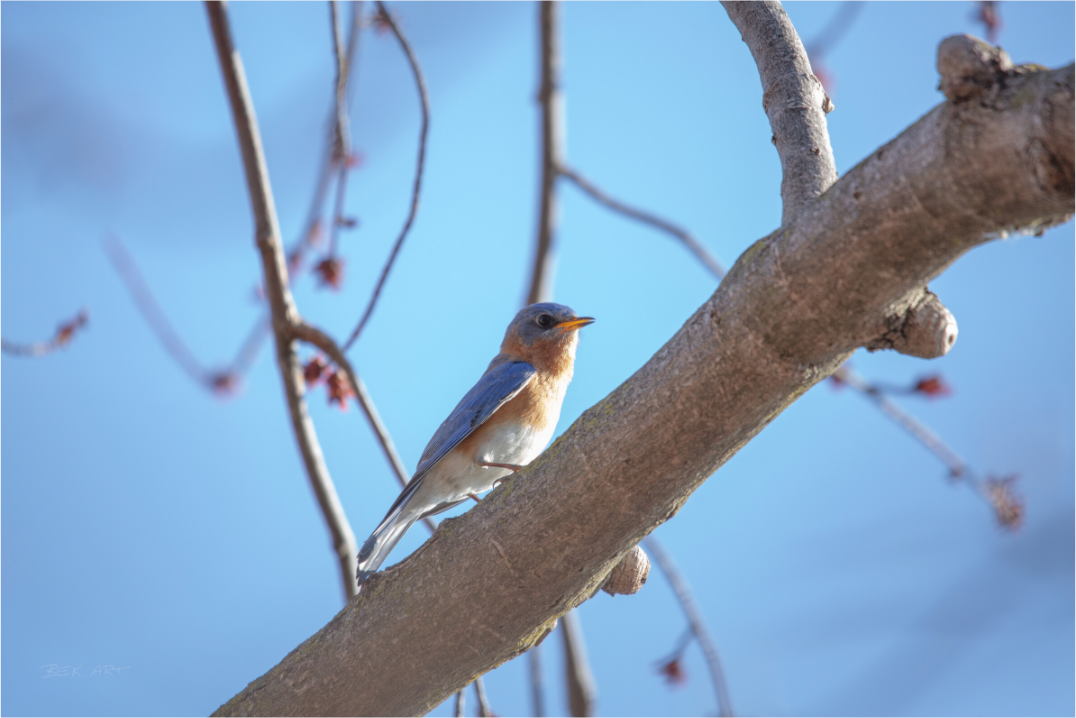 Eastern Bluebird on Branch - Print Only